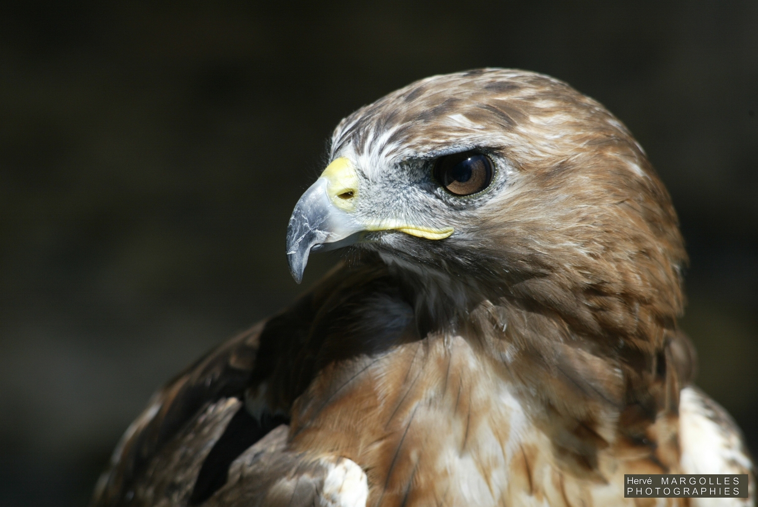 Buse Variable-03.JPG